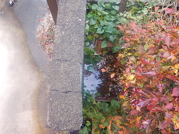 お庭の縁石の横から水がにじみ出て溜まっています。