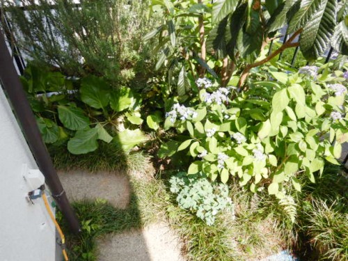 コンクリートマス3か所目(植栽の下)